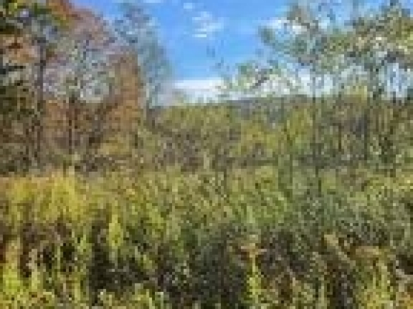 Listing Image #2 - Others for sale at Lots C1-C4 Natures Symphony Road, 1tt8qn6g6tkl PA 16655