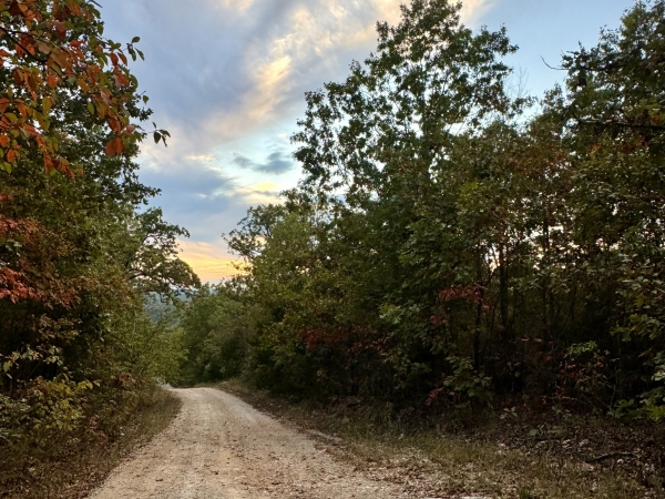 Listing Image #3 - Land for sale at 000 County Road 110, Mansfield MO 65704