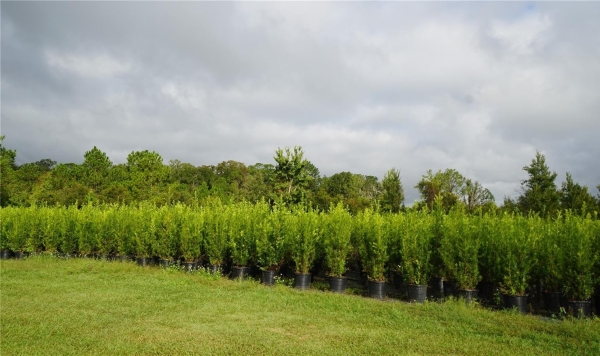 Listing Image #2 - Land for sale at Douglas Road, Groveland FL 34736