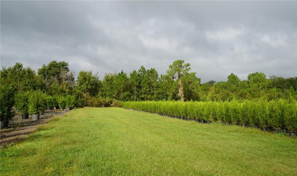 Listing Image #3 - Land for sale at Douglas Road, Groveland FL 34736