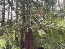 Listing Image #2 - Land for sale at 11307 114TH STREET CT, ANDERSON ISLAND WA 98303