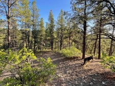 Listing Image #3 - Land for sale at TBW W Hwy 160, Durango CO 81301