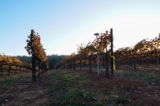 Listing Image #3 - Land for sale at 2635 Cleese Road, Camino CA 95709