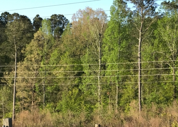 Listing Image #2 - Land for sale at 1975 Gray Hwy, Macon GA 31221