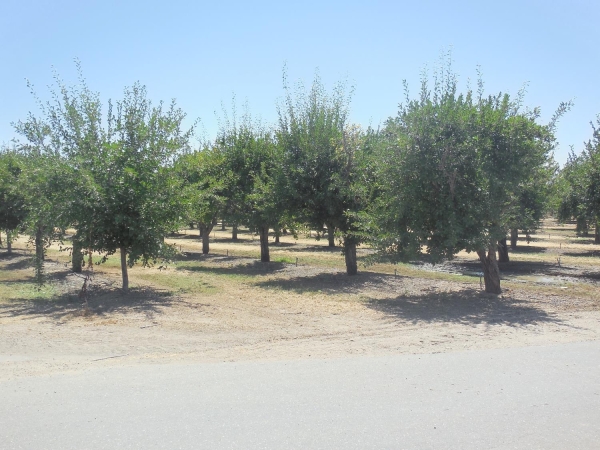 Listing Image #3 - Land for sale at 2200 Encinal Road, Live Oak CA 95953