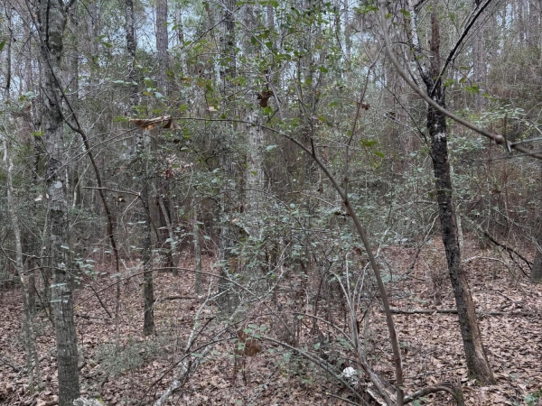 Listing Image #2 - Land for sale at 00 Lorraine Road, Biloxi MS 39532