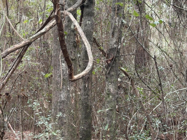 Listing Image #3 - Land for sale at 00 Lorraine Road, Biloxi MS 39532