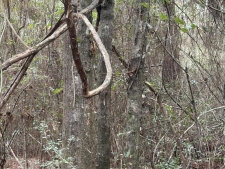 Listing Image #3 - Land for sale at 00 Lorraine Road, Biloxi MS 39532