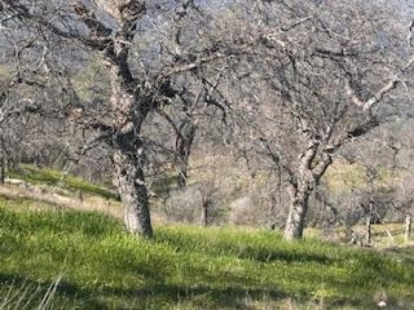 Listing Image #3 - Others for sale at 1510 Lilley Mountain, Coarsegold CA 93614