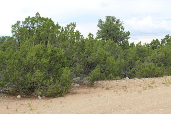 Listing Image #1 - Others for sale at 250 FIVE HILLS Drive, Tijeras NM 87059