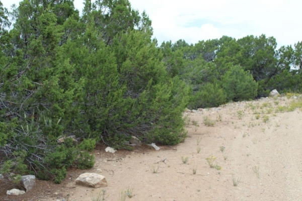 Listing Image #3 - Others for sale at 250 FIVE HILLS Drive, Tijeras NM 87059