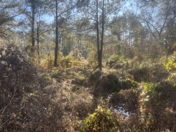 Listing Image #5 - Land for sale at 00 Robertson Blvd, Walterboro SC 29488