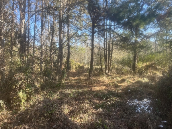 Listing Image #6 - Land for sale at 00 Robertson Blvd, Walterboro SC 29488