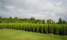 Listing Image #3 - Land for sale at Douglas Road, Groveland FL 34736