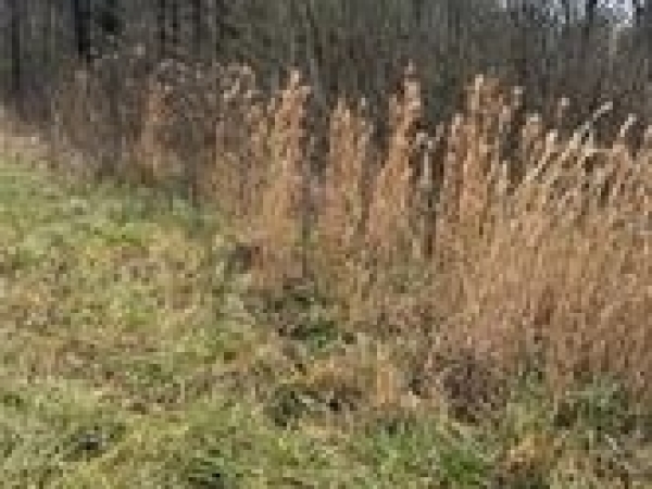 Listing Image #2 - Others for sale at 0 Ball Ground Hwy, Ball Ground GA 30107