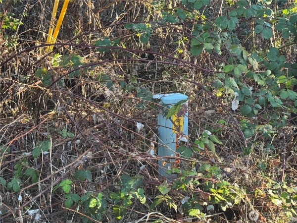 Listing Image #3 - Land for sale at 31319 555TH STREET E, ASHFORD WA 98304