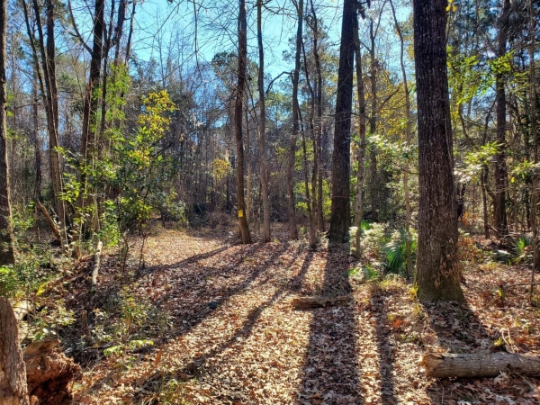 Listing Image #3 - Land for sale at 7085 Inman Road, Meggett SC 29449 Listing Image #3 - Land for sale at 7085 Inman Road, Meggett SC 29449