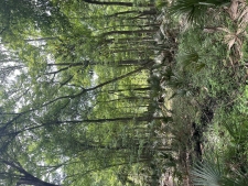 Listing Image #3 - Land for sale at 0 Sol Farm Road, Johns Island SC 29455