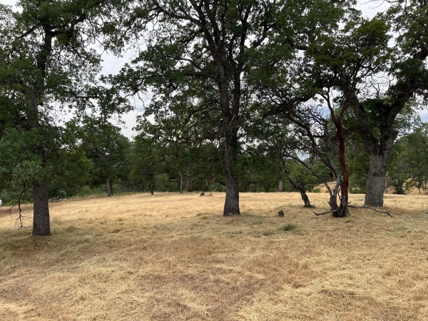 Listing Image #1 - Land for sale at 19870 Moose Way, Cottonwood CA 96022