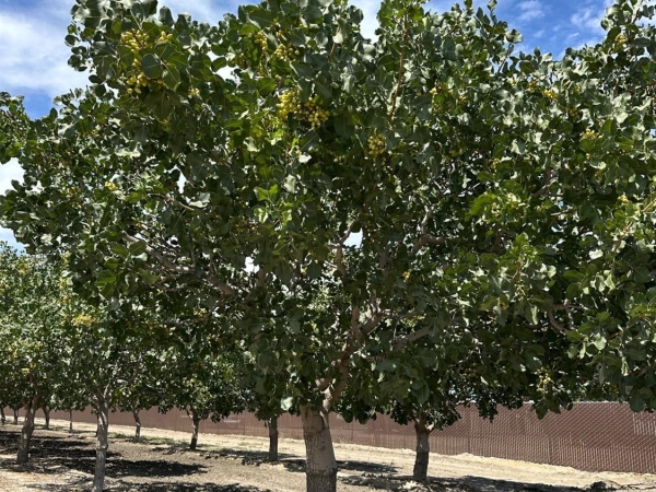 Listing Image #1 - Others for sale at Lansing Avenue, Stratford CA 93266