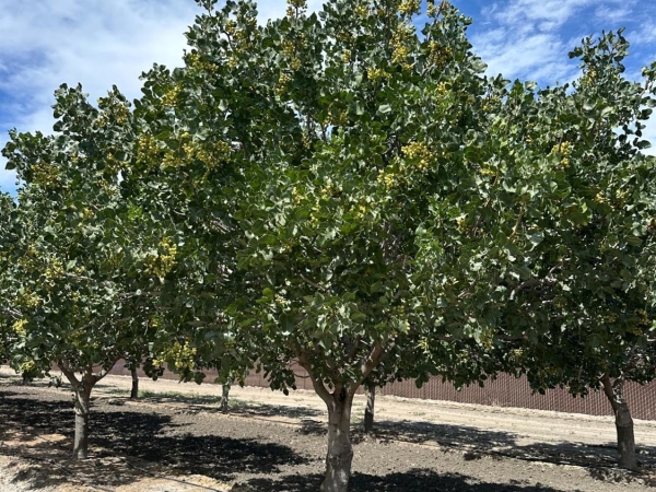 Listing Image #3 - Others for sale at Lansing Avenue, Stratford CA 93266