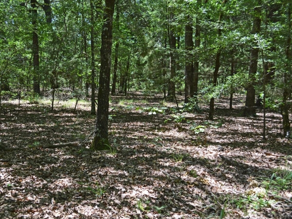 Listing Image #2 - Others for sale at 00 CR 14590, Pattonville TX 75468