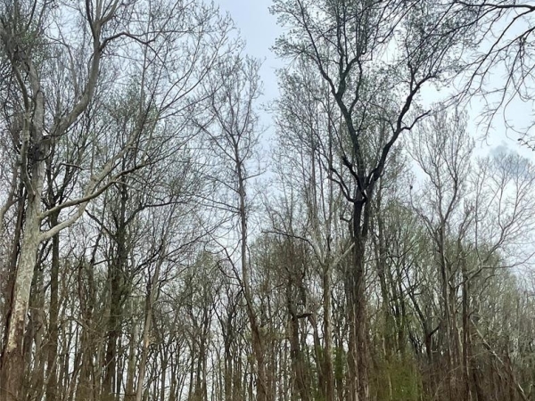 Listing Image #1 - Land for sale at County Road 351, Scott City MO 63780