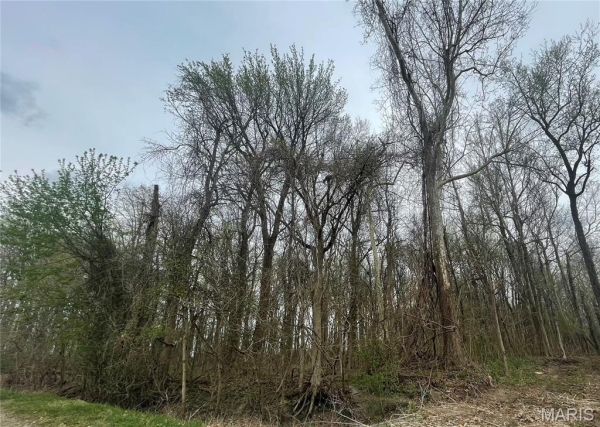 Listing Image #2 - Land for sale at County Road 351, Scott City MO 63780
