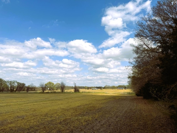 Listing Image #9 - Land for sale at Jay Bird Lane, Bells TN 38006