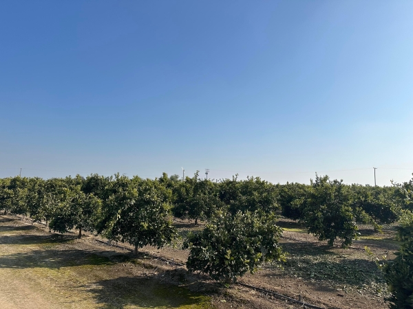 Listing Image #2 - Others for sale at Highway 65 Citrus Ranch Highwa, Ducor CA 93218 Listing Image #2 - Others for sale at Highway 65 Citrus Ranch Highwa, Ducor CA 93218