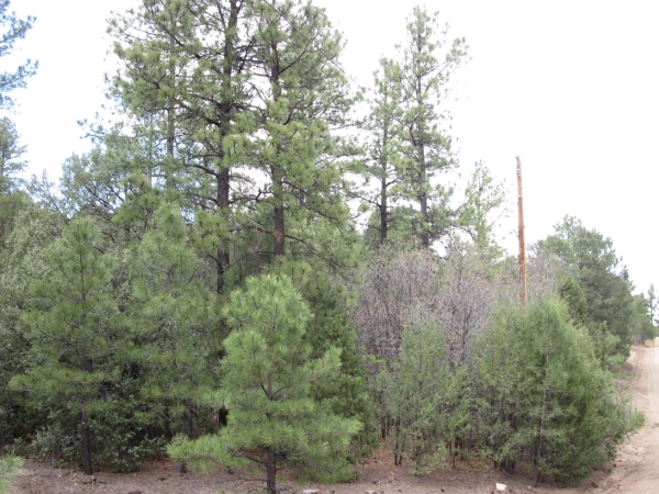 Listing Image #2 - Others for sale at 20 Estrella Vista Drive, Tijeras NM 87059 Listing Image #2 - Others for sale at 20 Estrella Vista Drive, Tijeras NM 87059