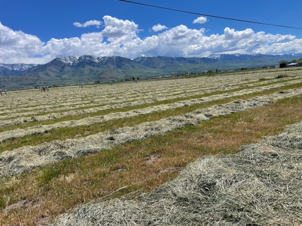 Listing Image #3 - Land for sale at 750 N Main, Lewiston UT 84320 Listing Image #3 - Land for sale at 750 N Main, Lewiston UT 84320