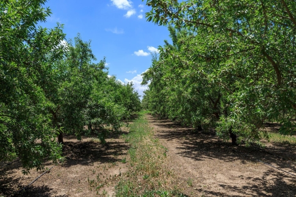 Listing Image #2 - Land for sale at 8925 E Monte Vista, Denair CA 95316 Listing Image #2 - Land for sale at 8925 E Monte Vista, Denair CA 95316