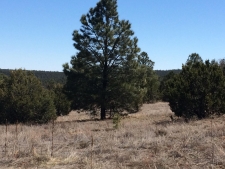 Listing Image #3 - Others for sale at 10 WOODLAND Court, Tijeras NM 87059