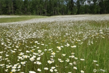 Land property for sale in ROY, WA