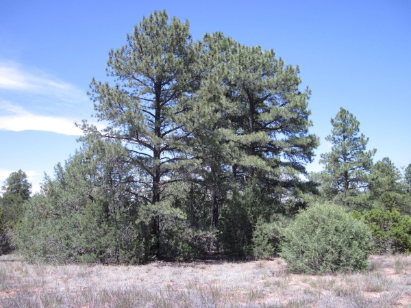 Listing Image #2 - Others for sale at 16 Camino Circular, Tijeras NM 87059 Listing Image #2 - Others for sale at 16 Camino Circular, Tijeras NM 87059