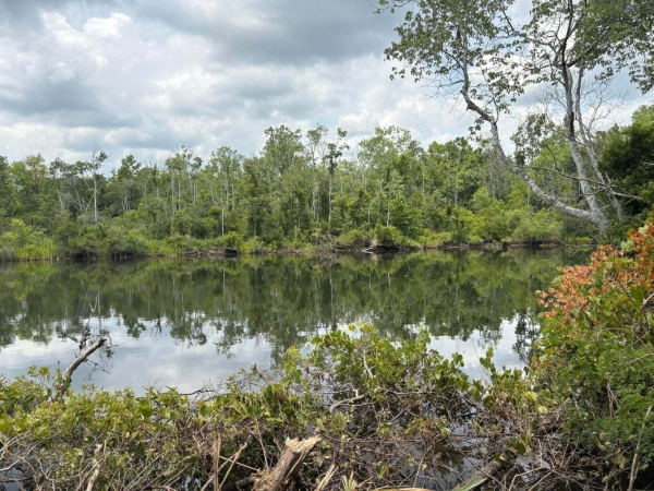 Listing Image #1 - Land for sale at Bushy Park Road, Moncks Corner SC 29461 Listing Image #1 - Land for sale at Bushy Park Road, Moncks Corner SC 29461
