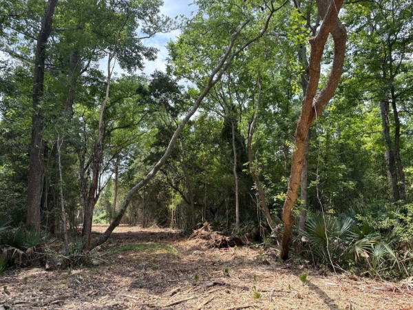 Listing Image #2 - Land for sale at Bushy Park Road, Moncks Corner SC 29461 Listing Image #2 - Land for sale at Bushy Park Road, Moncks Corner SC 29461