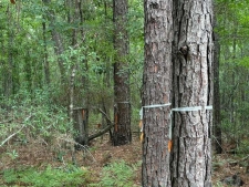 Listing Image #3 - Land for sale at 0 Aaron Lane, Summerville SC 29485