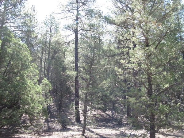 Listing Image #2 - Others for sale at 35 Green Shadow Lane, Tijeras NM 87059 Listing Image #2 - Others for sale at 35 Green Shadow Lane, Tijeras NM 87059
