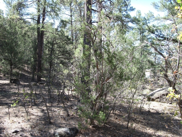 Listing Image #3 - Others for sale at 35 Green Shadow Lane, Tijeras NM 87059 Listing Image #3 - Others for sale at 35 Green Shadow Lane, Tijeras NM 87059