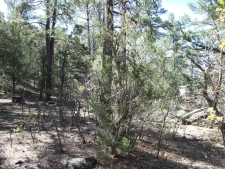 Listing Image #3 - Others for sale at 35 Green Shadow Lane, Tijeras NM 87059