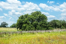 Listing Image #3 - Land for sale at 9658 US Highway 181 N, San Antonio TX 78223