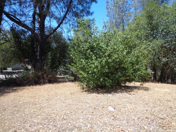 Listing Image #2 - Land for sale at Elizabeth Street, Shasta Lake CA 96019 Listing Image #2 - Land for sale at Elizabeth Street, Shasta Lake CA 96019