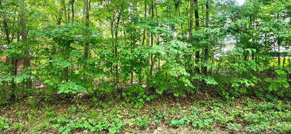 Listing Image #2 - Land for sale at 0 Rosie Gayle Drive NE, Palmyra IN 47164 Listing Image #2 - Land for sale at 0 Rosie Gayle Drive NE, Palmyra IN 47164