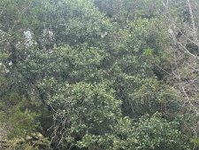 Listing Image #3 - Others for sale at TBD Fort Croghan Ln, Burnet TX 78611