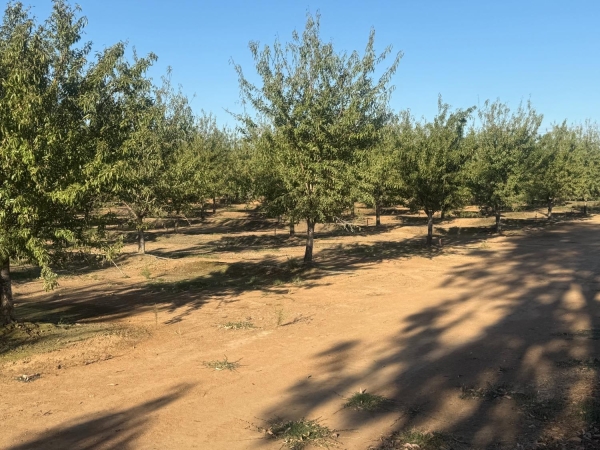 Listing Image #1 - Land for sale at 7967 Nicolaus Road, Lincoln CA 95648