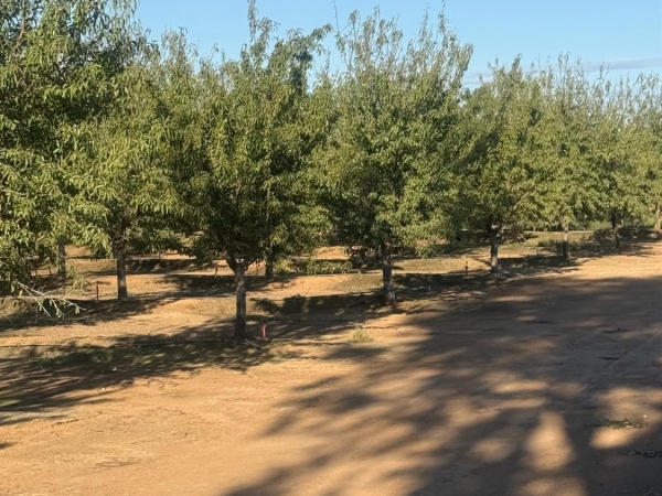 Listing Image #2 - Land for sale at 7967 Nicolaus Road, Lincoln CA 95648