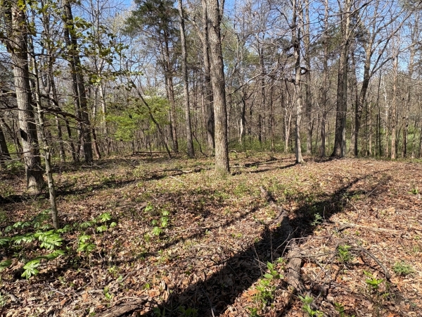 Listing Image #2 - Farm for sale at 285 Josephine Road, Sadieville KY 40370