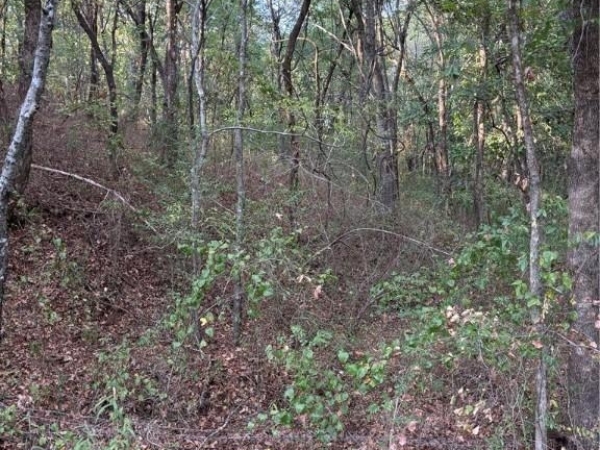 Listing Image #3 - Land for sale at TBD Buck Creek Road, Bokoshe OK 74930 Listing Image #3 - Land for sale at TBD Buck Creek Road, Bokoshe OK 74930